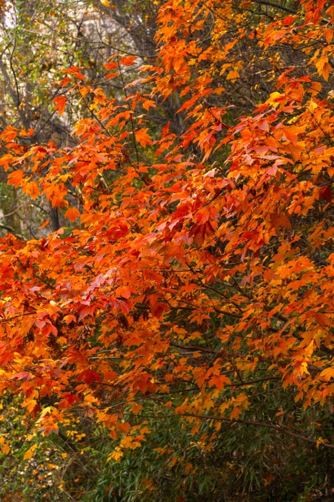 “瞰見秦嶺 詩畫終南”媒體景區(qū)行活動(dòng) 邂逅南五臺(tái)秋韻